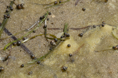 Hydrococcus brazieri