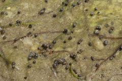 Hydrococcus brazieri