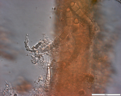 Calothrix confervicola