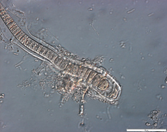 Calothrix confervicola