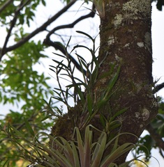 Scaphyglottis imbricata
