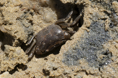 Haswell's Shore Crab