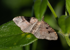 Epyaxa centroneura