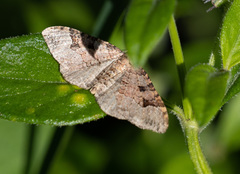 Epyaxa centroneura