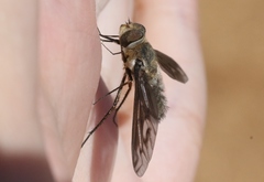 Poecilanthrax californicus