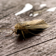 Leucania stenographa