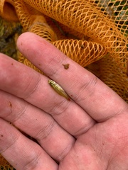 Rasbora borapetensis