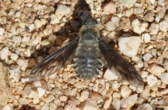 Poecilanthrax californicus