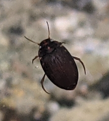Leconectes striatellus