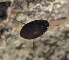 Leconectes striatellus