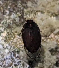 Leconectes striatellus