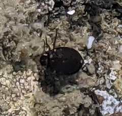 Leconectes striatellus