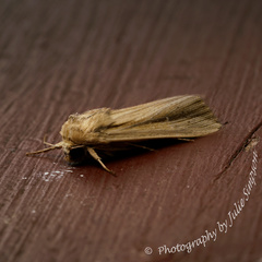 Leucania stenographa