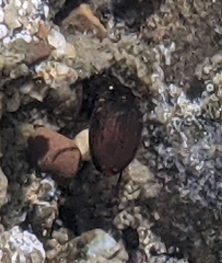 Leconectes striatellus