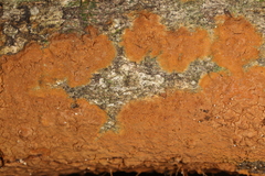Fungi