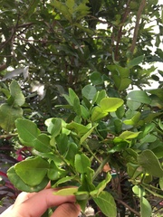 Citrus hystrix