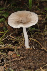 Vaginatae