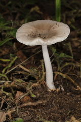 Vaginatae