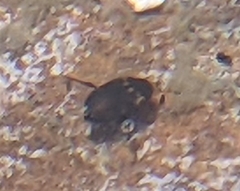 Leconectes striatellus