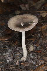 Vaginatae