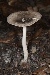 Vaginatae
