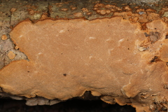 Fungi