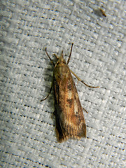 Occidentalia comptulatalis