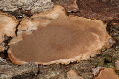 Fungi