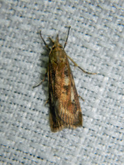 Occidentalia comptulatalis