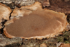 Fungi