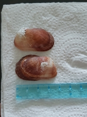 Barbatia