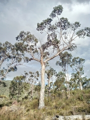 Eucalyptus pauciflora