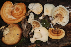 Microporellus obovatus