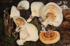 Microporellus obovatus