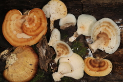 Microporellus obovatus