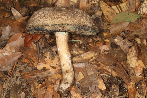 Porphyrellus sordidus image
