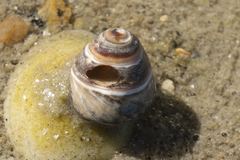 Bembicium