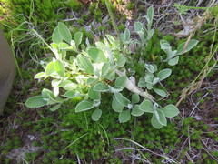Antennaria parlinii fallax