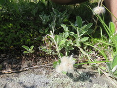 Antennaria parlinii fallax