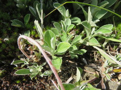 Antennaria parlinii fallax