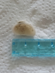 Acar plicata