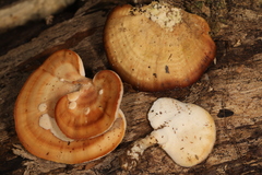 Microporellus obovatus