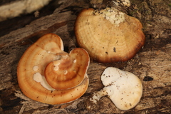 Microporellus obovatus