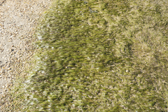 Zostera muelleri