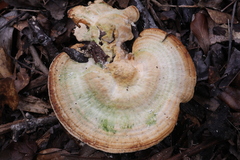 Microporellus obovatus