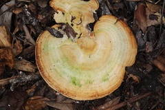 Microporellus obovatus