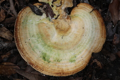 Microporellus obovatus