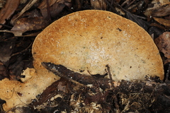 Microporellus obovatus