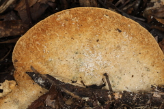 Microporellus obovatus