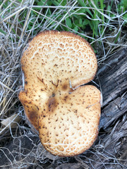 Polyporus mcmurphyi